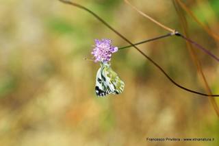 nte Venere-15-07-2015 21-01-31